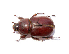 Oryctes nasicornis