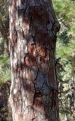 Dendrocopos major canariensis