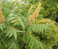Rhus typhina