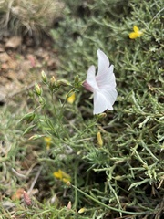 Linum appressum appressum