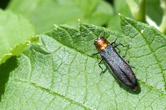 Agrilus ruficollis