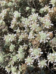 Teucrium charidemi