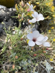 Linum appressum appressum