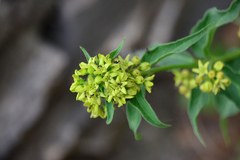 Vincetoxicum hirundinaria nivale