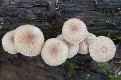 Mycena carmeliana