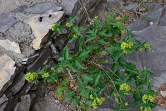 Vincetoxicum hirundinaria nivale