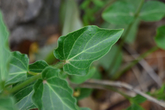 Vincetoxicum hirundinaria nivale