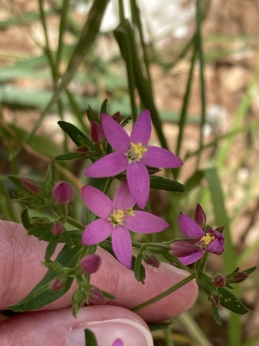 Gorka trava (Centaurium erythraea)