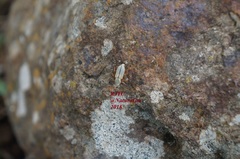 Macrodactylus murinus