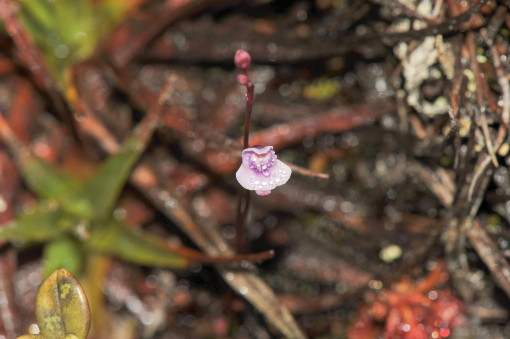 Utricularia roraimensis N.E.Br.