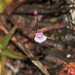 Utricularia roraimensis - Photo (c) Morten Ross, some rights reserved (CC BY-NC), uploaded by Morten Ross