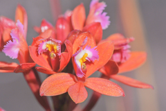 Epidendrum holstii