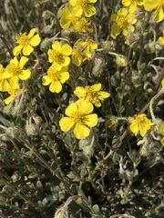Pseudocistus