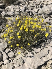 Pseudocistus