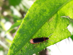 Cantharis flavilabris
