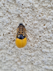 Coccinella