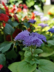Ageratum