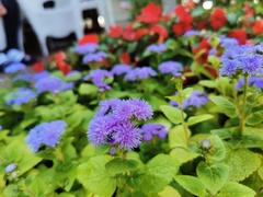 Ageratum