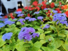 Ageratum