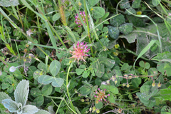 Trifolium spumosum