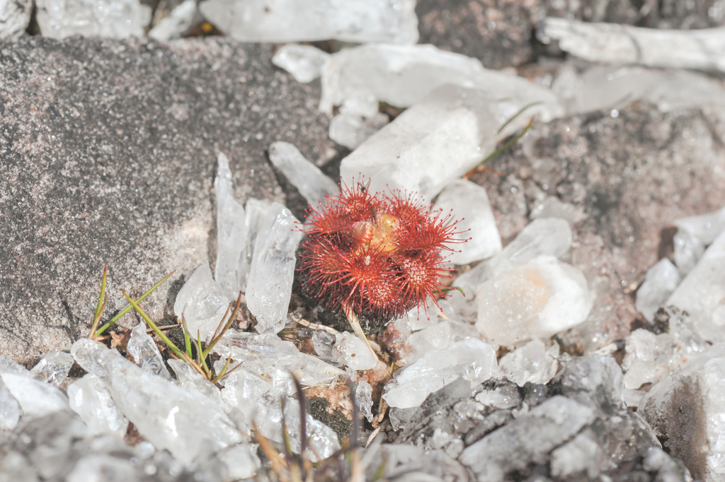 Drosera hirticalyx, Gran Sabana, 8011, Bolívar, Venezuela