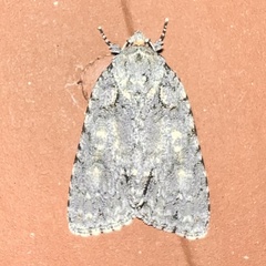 Acronicta immodica