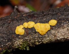 Trichoderma victoriense