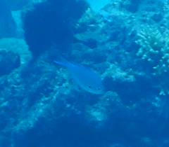 Chromis atripectoralis