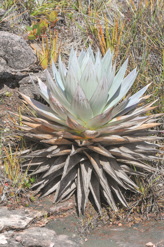 Orectanthe sceptrum (Orectanthe sceptrum)