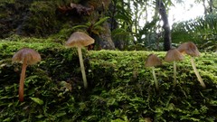 Entoloma squamiferum