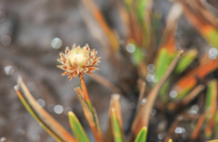 Silver Dollar Plant (Rondonanthus)