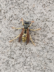 Polistes dominula
