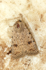 Caradrina kadenii