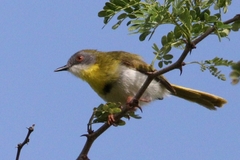 Apalis flavida neglecta