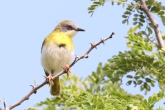 Apalis flavida neglecta