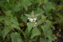 Lamium album