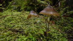 Entoloma squamiferum