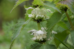 Lamium album