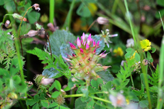 Trifolium spumosum