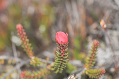 Ledothamnus sessiliflorus