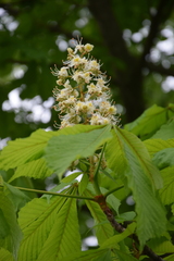Aesculus hippocastanum