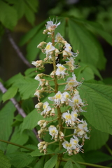 Aesculus hippocastanum