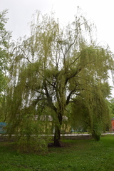 Betula pendula