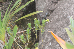 Rogersonanthus quelchii