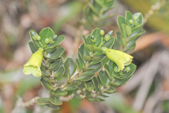 Rogersonanthus quelchii