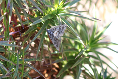 Chrysolarentia bertha