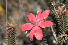 Ledothamnus sessiliflorus