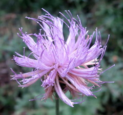 Cheirolophus intybaceus