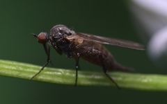 Empis nuntia