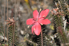 Ledothamnus sessiliflorus